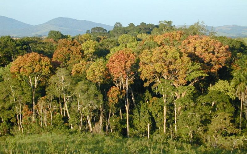 554659main_forest20110531-43_946-710